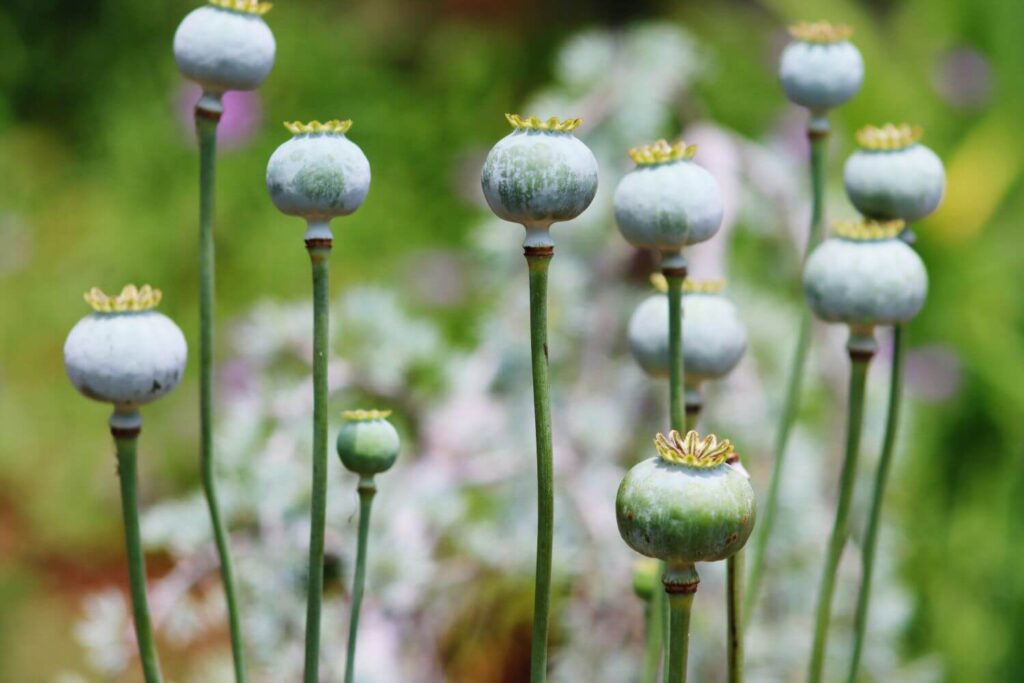 seed-pods-against-natural-blurred-background